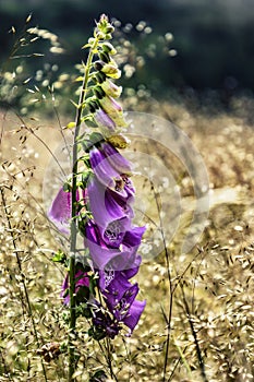 Digitalis purpurea flower in nature