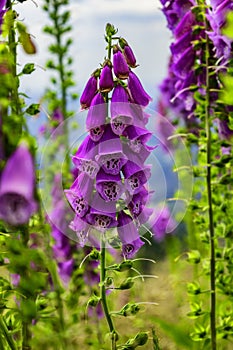 Digitalis purpurea flower in nature