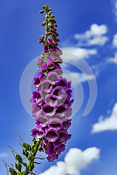 Digitalis purpurea flower in nature