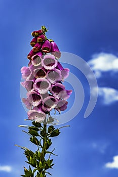 Digitalis purpurea flower in nature