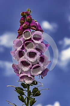 Digitalis purpurea flower in nature