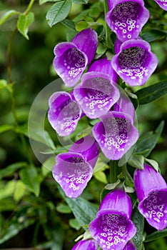 Digitalis purpurea flowers closer look