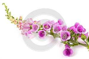 Digitalis purpurea flowers