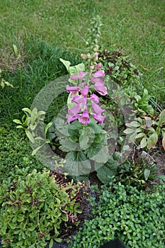 Digitalis purpurea, the foxglove or common foxglove, is a species of flowering plant in the plantain family Plantaginaceae. Berlin