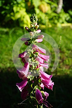 Digitalis purpurea, the foxglove or common foxglove, is a species of flowering plant in the plantain family Plantaginaceae. Berlin
