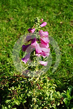 Digitalis purpurea, the foxglove or common foxglove, is a species of flowering plant in the plantain family Plantaginaceae. Berlin