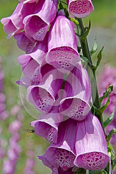 Digitalis purpurea ,Harz, Germany