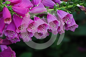 Digitalis purpurea L