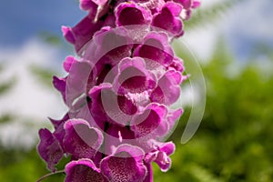 Digitalis purpurea in the mountains of Spain photo