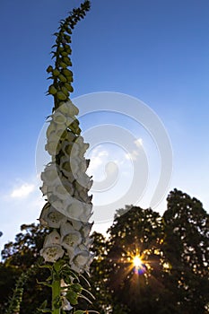 White foxglove in the evening sun