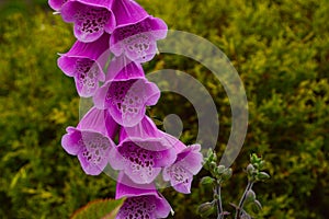 Digitalis purpurea, with spirally arranged leaves photo