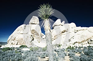 Digitally altered, high contrast image of desert blooming in spring, Joshua Tree National Park, California