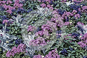 Digitally created flower bed background .
