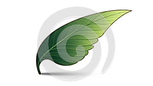 The background is plain white emphasizing the leaf s form and color