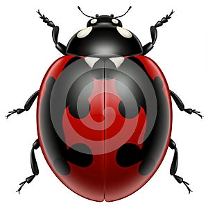 A digitally created image of a ladybug (Coccinellidae) features a vibrant red and black photo
