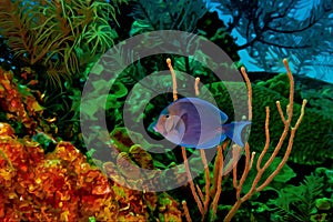 Digitally created watercolor painting of Blue tang surgeonfish Acanthurus coeruleus swimming over a coral reef