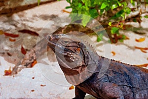 Digitally created watercolor painting of a Grand Cayman ground iguana