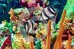 Digitally created watercolor painting of mated pair of Banded Butterflyfish Chaetodon striatus feeding on the coral reef