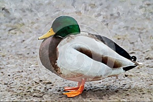 Digitally created watercolor painting of a mature male mallard duck Anas platyrhynchos wild duck resting on the shore