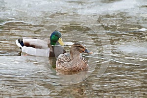 Digitally created watercolor painting of a pair of wild Mallard Ducks Anas platyrhynchos swimming in a frozen river