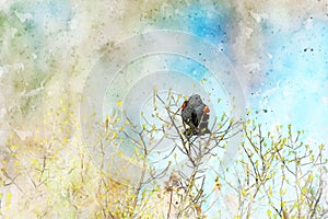 Digitally created watercolor painting of a Red-Winged Blackbird Agelaius phoeniceus perched in brush