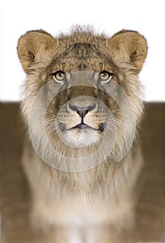 Digitally enhanced Lion, Panthera leo, 9 months old