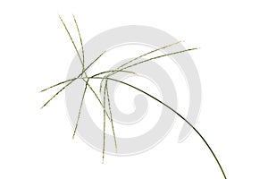 Digitaria sanguinalis isolated on white