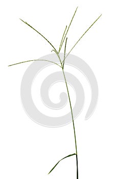 Digitaria sanguinalis isolated on white