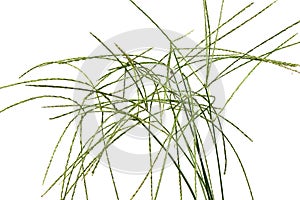 Digitaria sanguinalis isolated on white