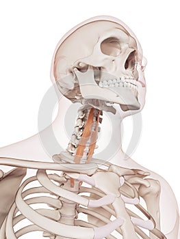 The digitorum profundus