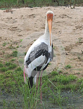 Dignified Appearance of Wild Painted Stork with Rain Forest.jpg