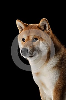 A dignified Shiba Inu dog presents a profile view against a black backdrop