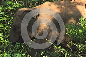 Dignity of Wild Elephant with Nature Place