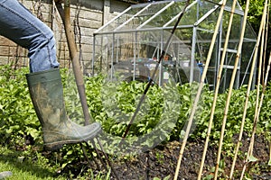 Digs in Garden with Pitchfork