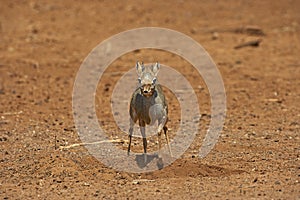 DIK DIK DE KIRK madoqua kirkii photo