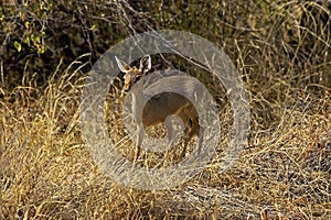 DIK DIK DE KIRK madoqua kirkii photo