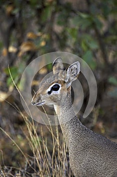 DIK DIK DE KIRK madoqua kirkii photo