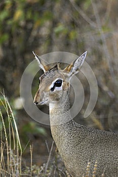 DIK DIK DE KIRK madoqua kirkii photo