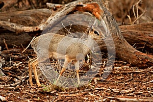 Dik Dik photo