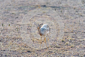 Dik-Dik