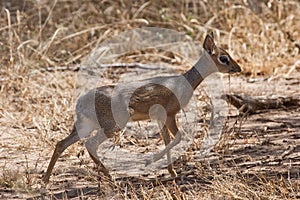 Dik-dik