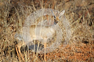 Dik-dik