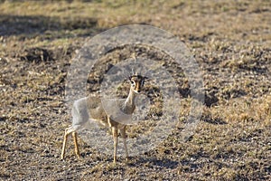 Dik-Dik