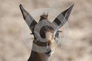 Dik-Dik