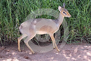 Dik-Dik along roadside on Serengeti