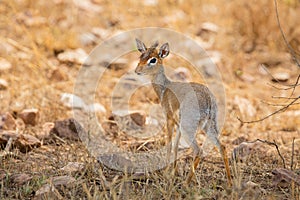 Dik-dik Antelope on African Safari in Natural Habitat