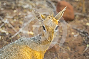 Dik dik antelope in the Waterberg Plateau National Park, Namibia