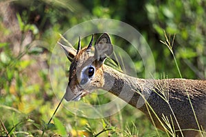 Kirk`s Dik Dik, madoqua kirkii, Samburu Park in Kenya photo