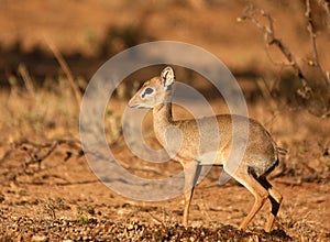 Dik-dik facing left