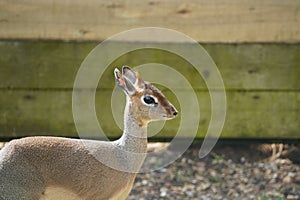 Dik-dik looking out
